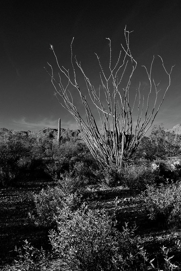 Saguaro National Park Photograph - Ocotillo black and white by Chance Kafka