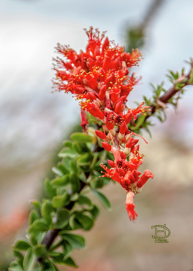 Ocotillo Cactus Blossom Photograph by Daniel Hebard