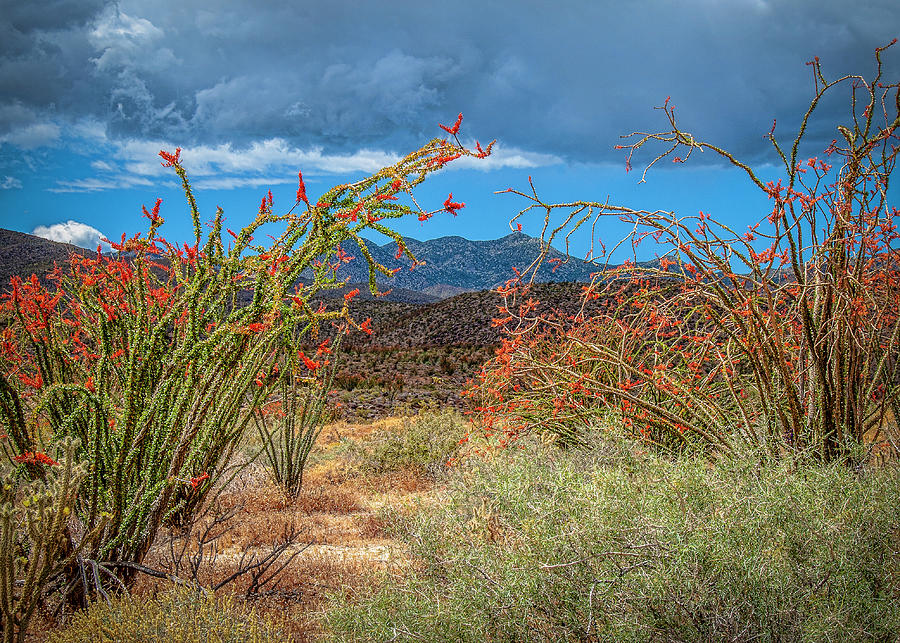 Ocotillo Cactus Garden Photograph by Daniel Hebard