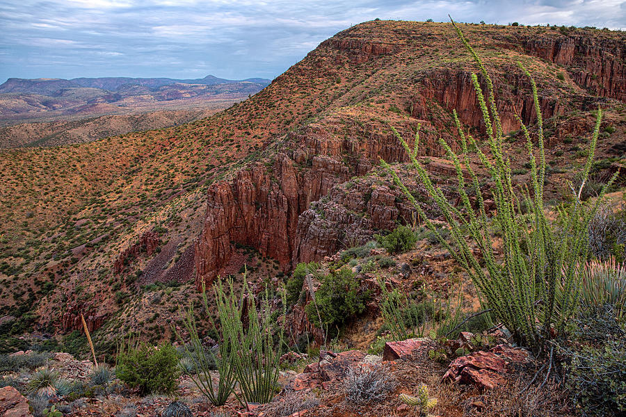 Ocotillo Canyon Wilderness Photograph by Dave Dilli