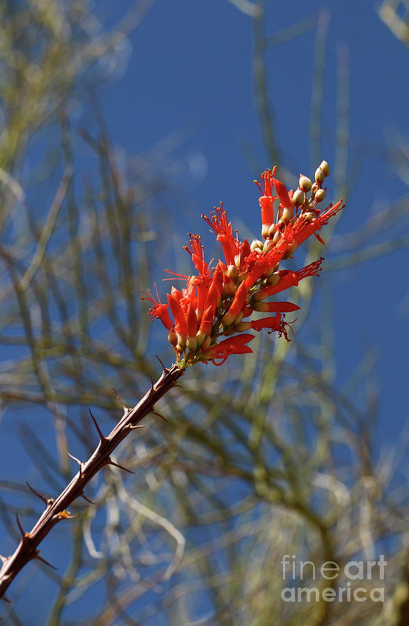 Saguaro National Park Photograph - Ocotillo Flower by Christiane Schulze Art And Photography