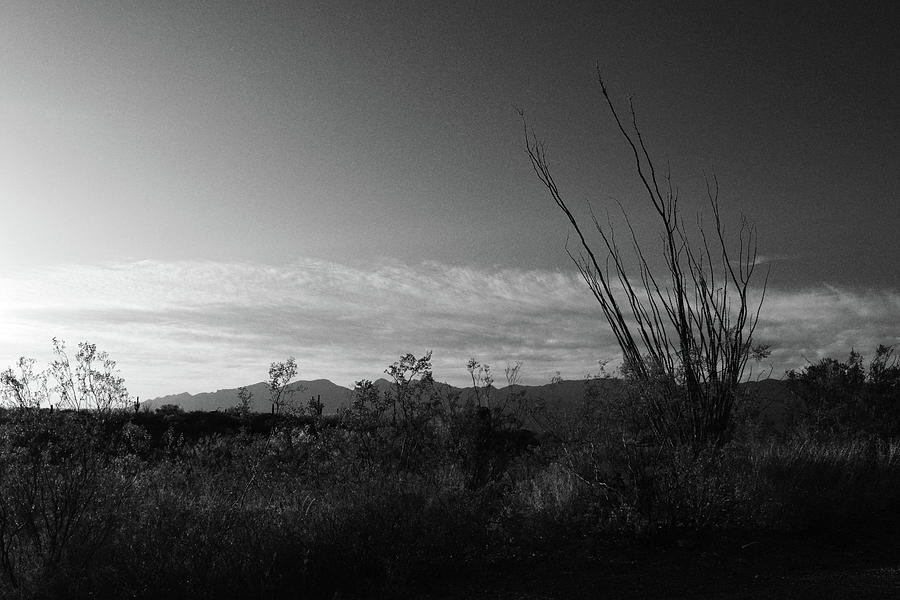 Ocotillo in Black and White  Photograph by Chance Kafka