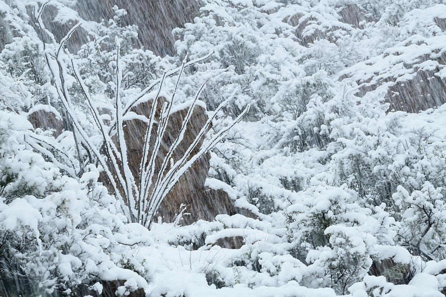 Ocotillo in Snowstorm Photograph by James Covello