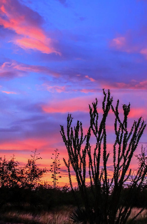 Ocotillo Sunset 1 Photograph by Dawn Richards