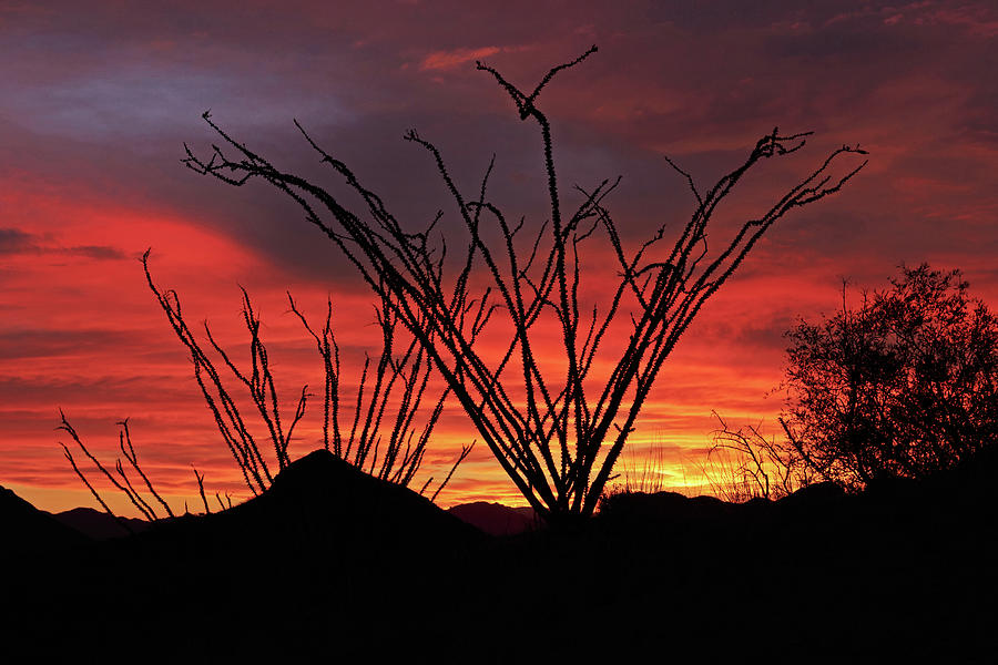 Ocotillo Sunset Photograph by Tom Daniel