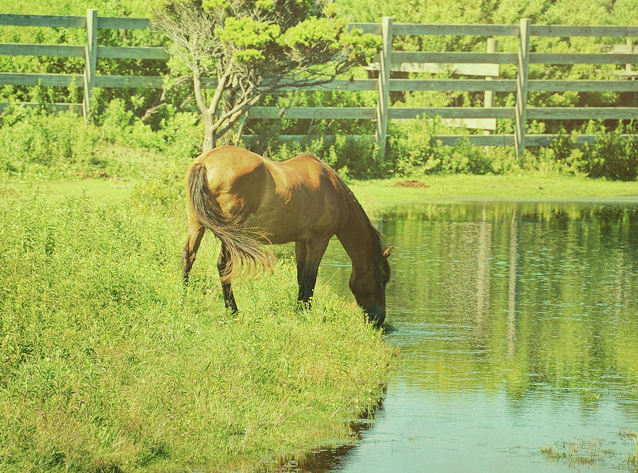 Ocracoke Pony Photograph by JAMART Photography