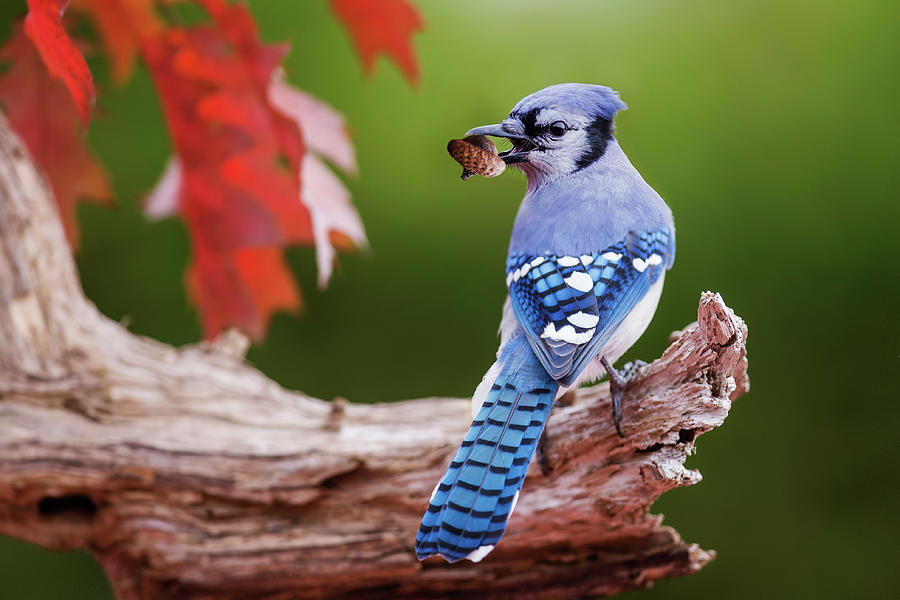 October Blue Jay  Photograph by Mircea Costina Photography