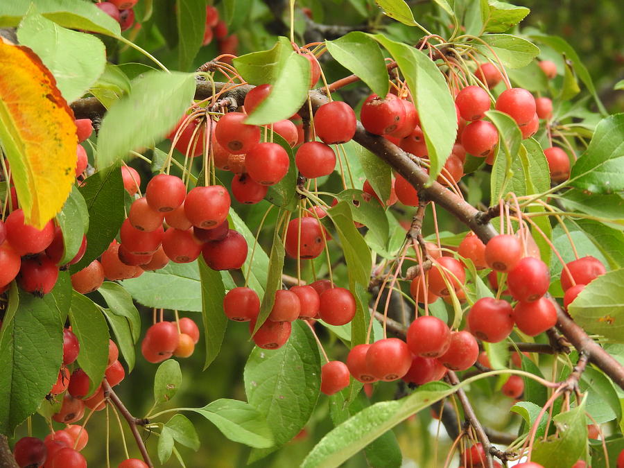 October Crab Apples Photograph by Barbara Ebeling - Fine Art America