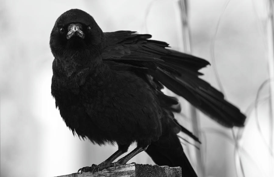 October Crow Photograph by Rae Ann  M Garrett