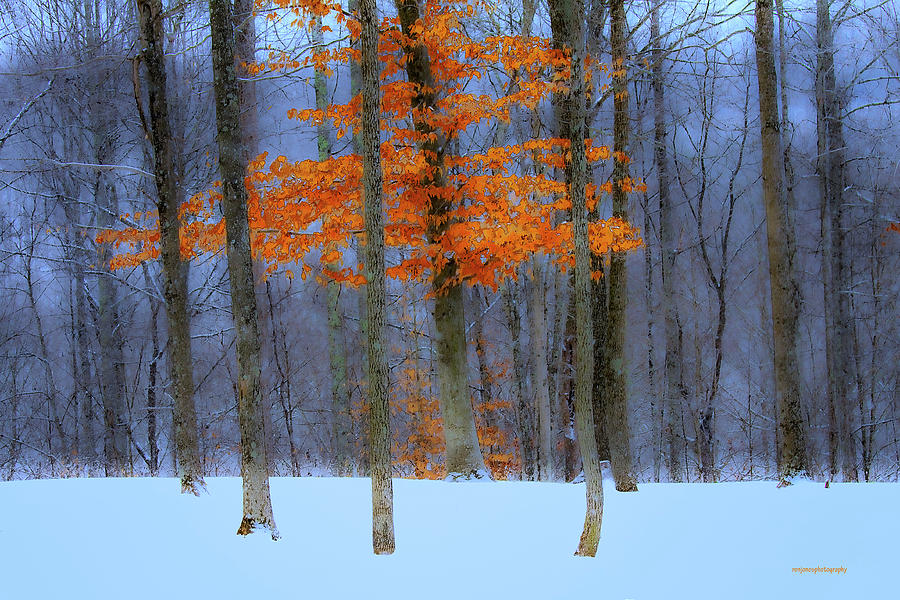 Winter Photograph - October Flame by Ron Jones