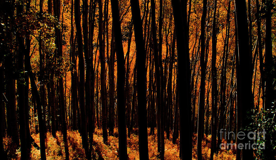 October Forest Photograph by Julia McHugh