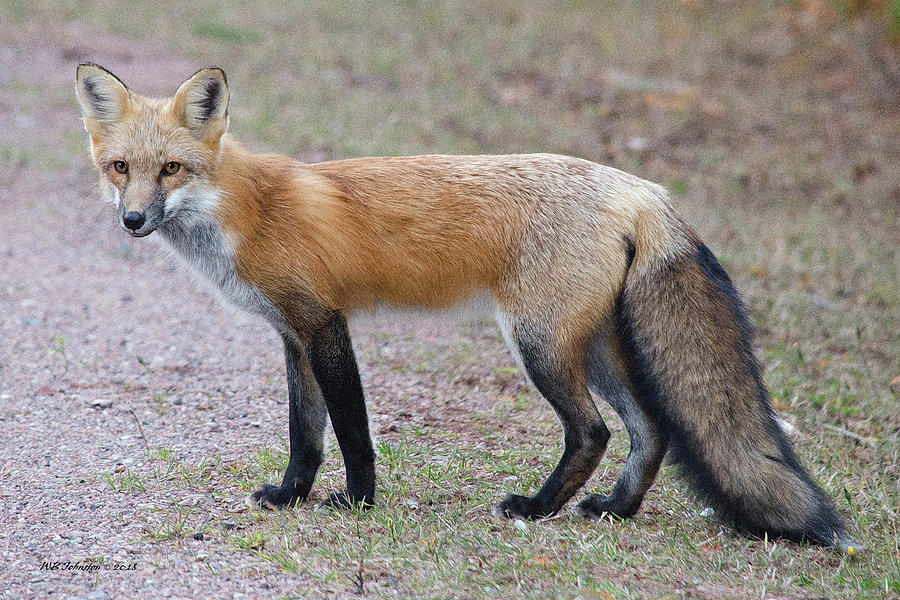 October  Fox Photograph by WB Johnston