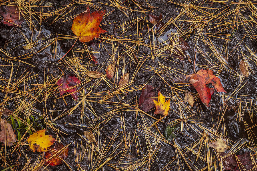 October Mosaic Photograph by Irwin Barrett