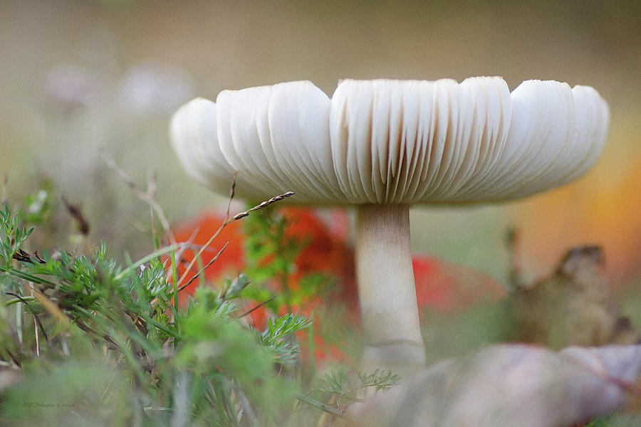 October Mushroom Photograph by WB Johnston