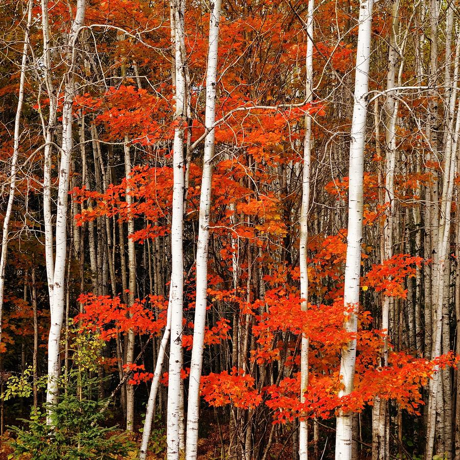 October - Northern Minnesota Photograph by Jan Swart - Fine Art America