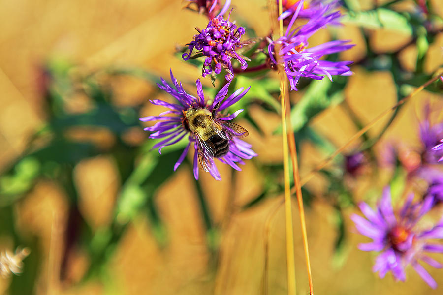 October Pollination Photograph by Eunice Gibb