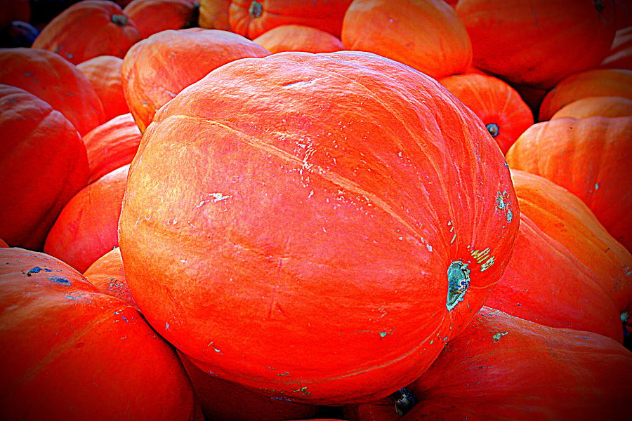 October Pumpkin Photograph by Cynthia Guinn