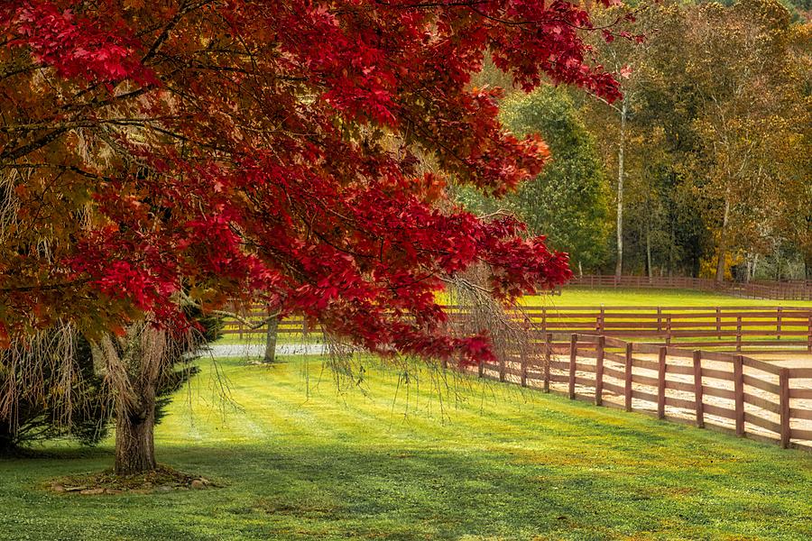 October Red Photograph by Dana Foreman