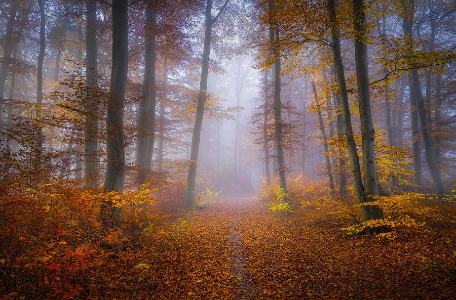 Tree Photograph - October Trail by Norbert Maier