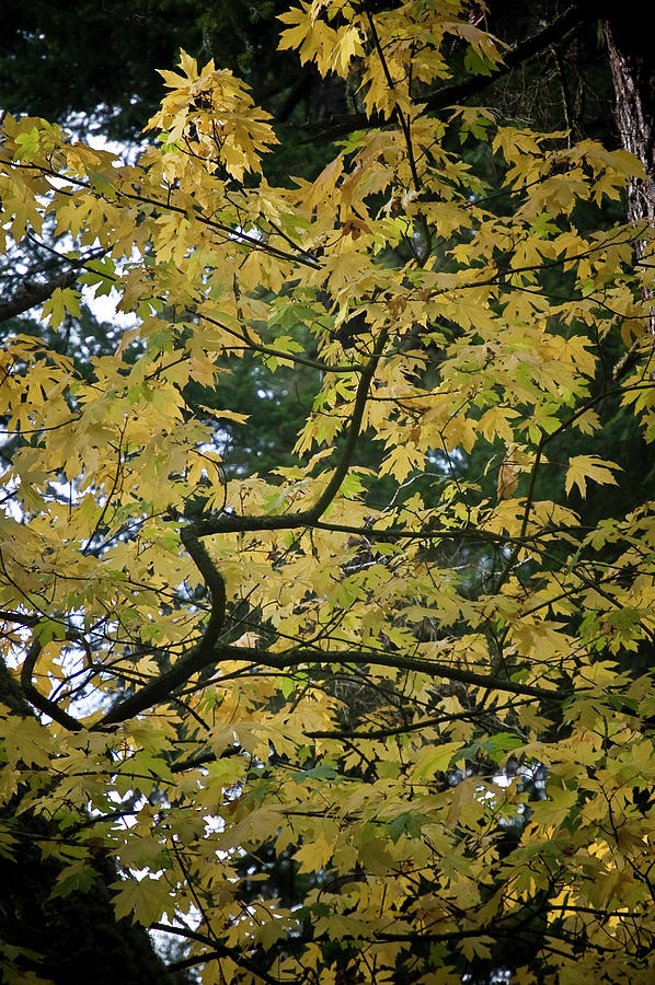 Big Leaf Maple Photograph - Octobers Passing by Tom Trimbath Big Leaf Maple Photograph - Octobers Passing by Tom Trimbath