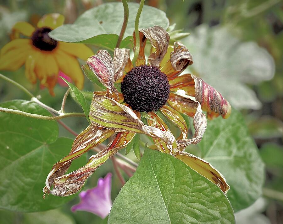 Octobers Sunflower Photograph by Alida M Haslett