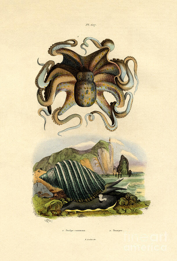 Octopus, 1833-39 Drawing by French School Octopus, 1833-39 Drawing by French School
