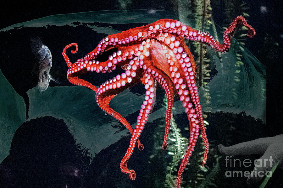 Octopus Digital Art by Anthony Ellis