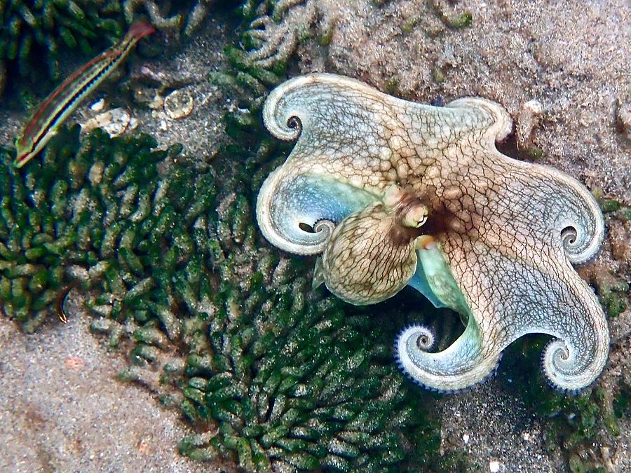 octopus color change