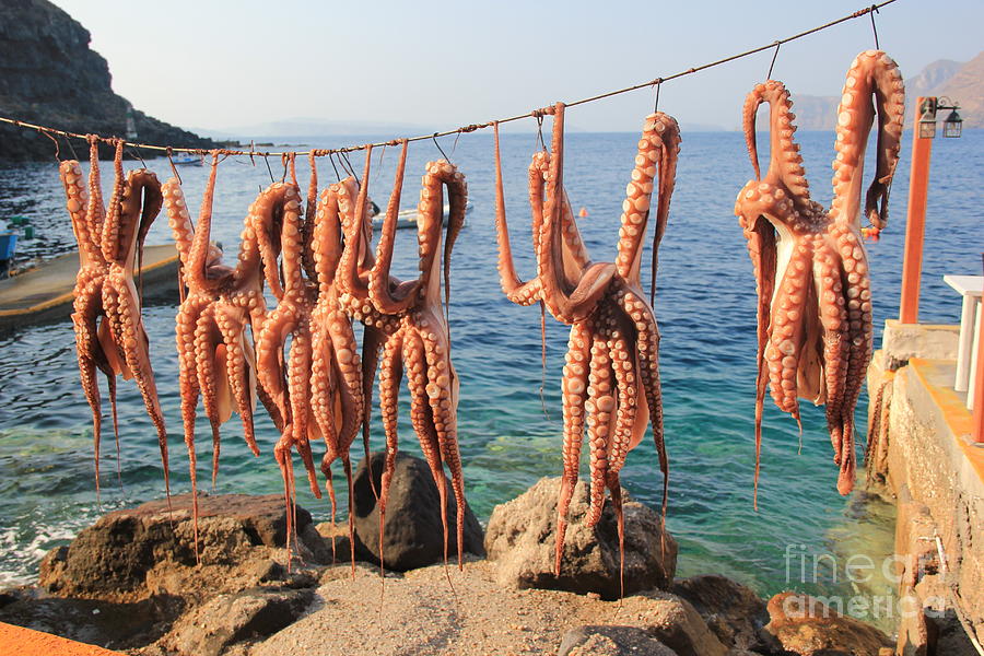 Cyclades Photograph - Octopus Dried In The Sun In The by Julia Shnedovych Cyclades Photograph - Octopus Dried In The Sun In The by Julia Shnedovych