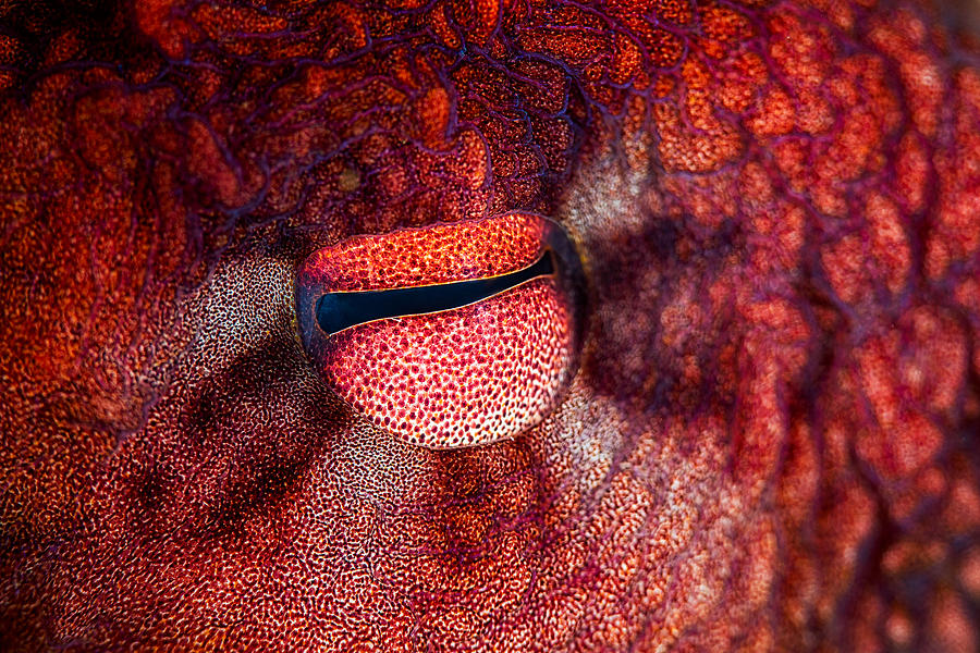 Octopus Photograph - Octopus Eye by Barathieu Gabriel