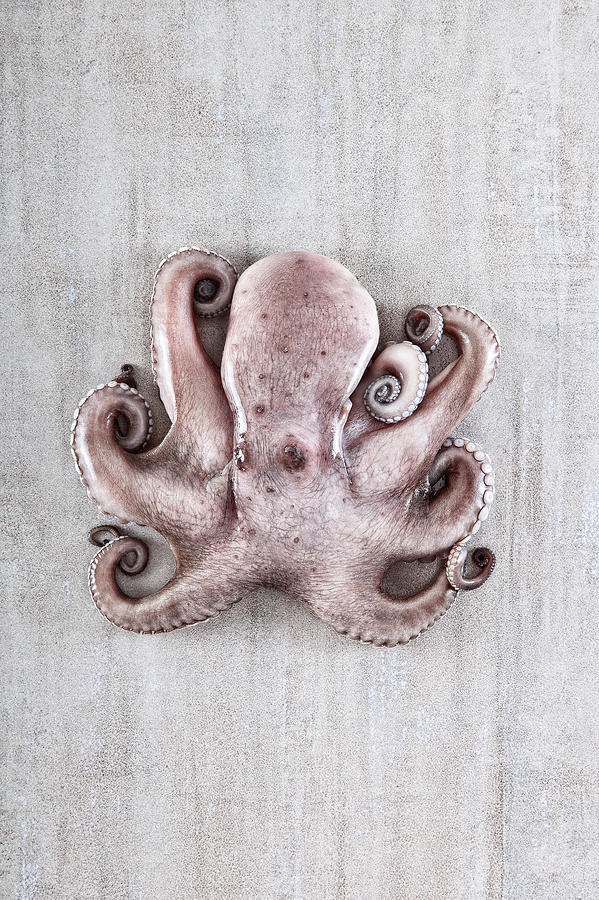 Octopus Photograph by Fausto Favetta Photoghrapher
