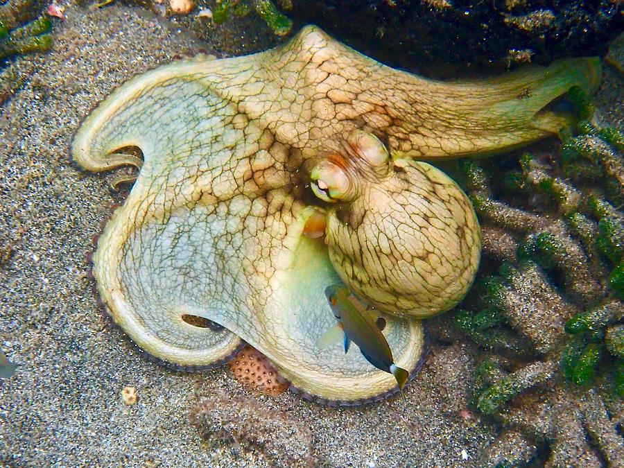 octopus with two moods