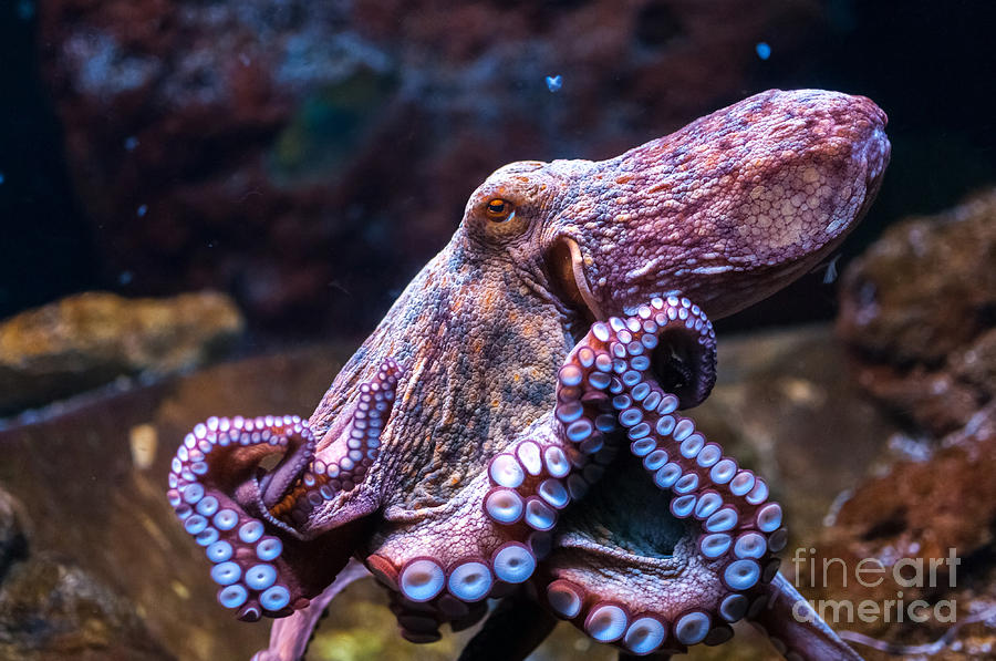 Nature Photograph - Octopus In Water by Olga Visavi