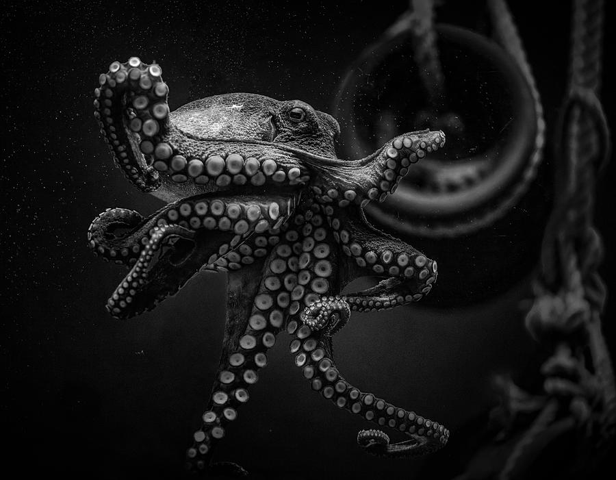 Octopus Photograph - Octopus by Jealousy