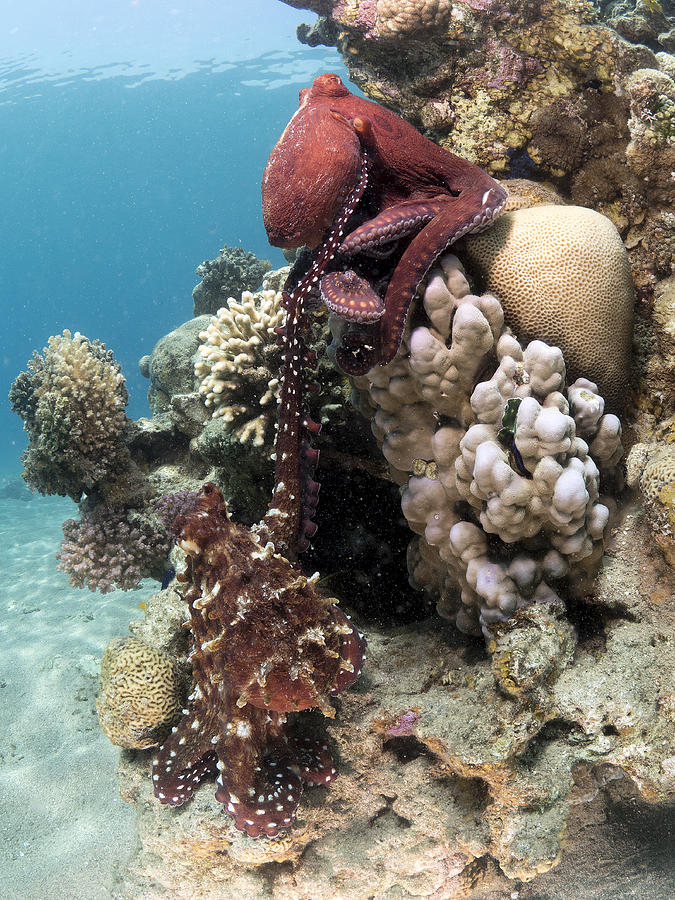 Octopus Photograph - Octopus Mating by Ilan Ben Tov