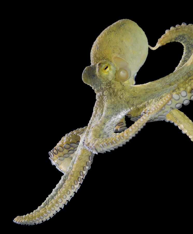 Octopus On Black Background Photograph by Don Farrall
