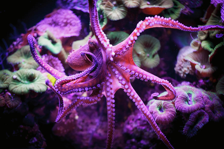 Octopus Photograph by Reynold Mainse / Design Pics