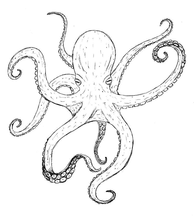 Octopus Black And White Drawing