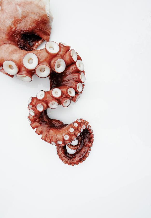 Octopus Tentacle On White Photograph by Rannells, Greg