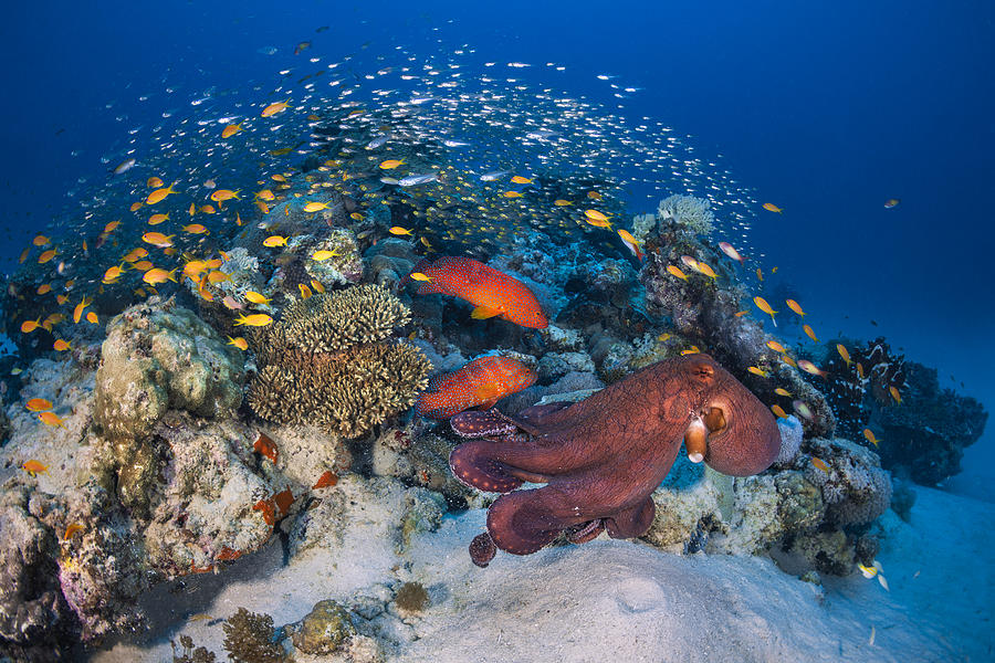 Octopuses And Groupers Photograph by Barathieu Gabriel