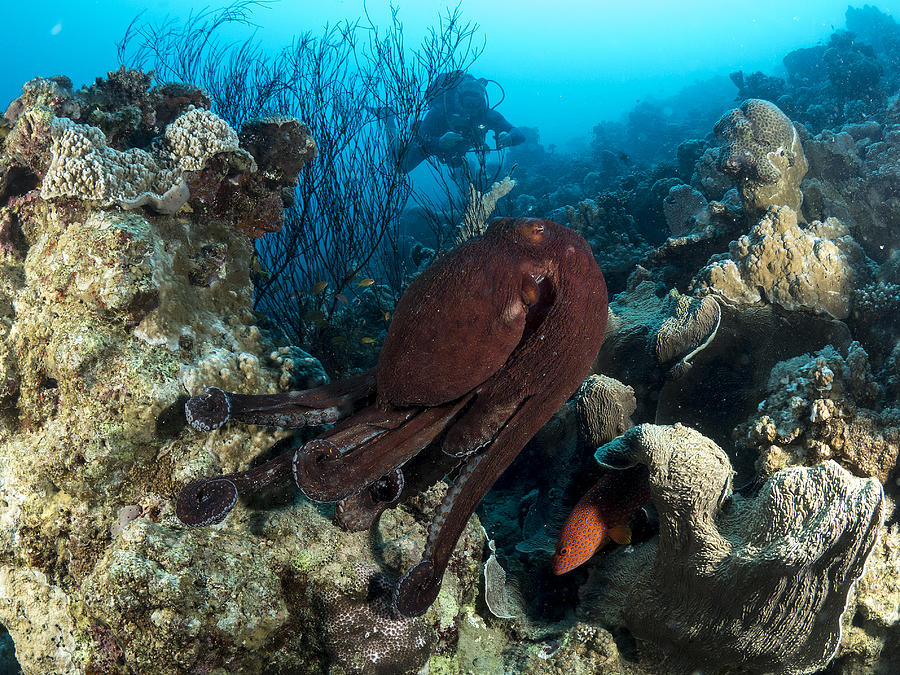 Octopus Photograph - Octopuses Garden by Ilan Ben Tov