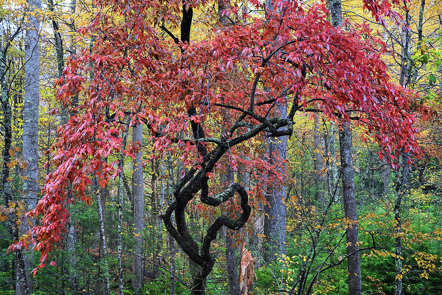 Oddly shaped Colorful Tree in Great Smoky Mountains Photograph by Darrell Young