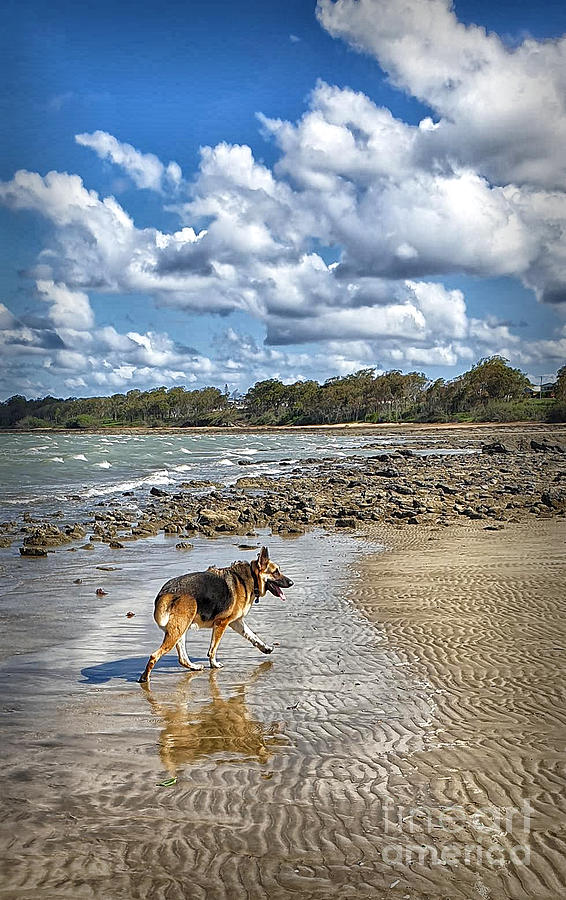 Odin On The Beach Photograph by Walt Foegelle