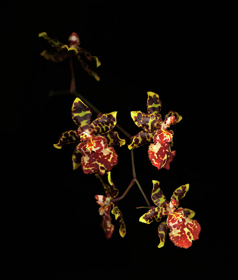 Odontoglossum Orchid Against Black Photograph by Mike Hill