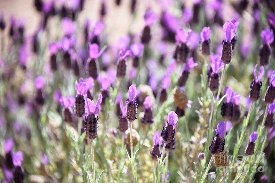 Of Lavender and Light Photograph by Lisa Argyropoulos