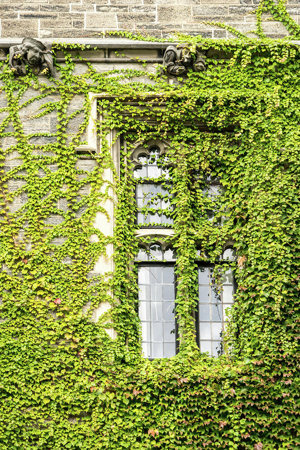 Of Windows and Leaves - Ivy Covered Photograph by Georgia Mizuleva