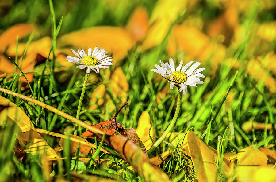 Off-season daisies Photograph by Frans Blok