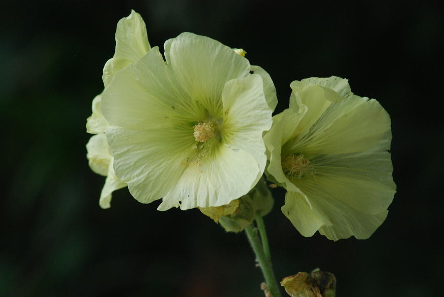 Off White Hibiscus Syriacus Photograph by Ee Photography