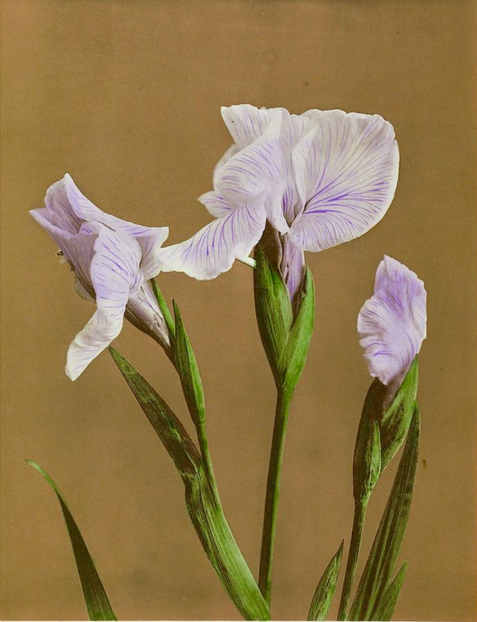 Flower Photograph - Ogawa Kazumasa Botanical Illustration by Steeve. E. Flowers.