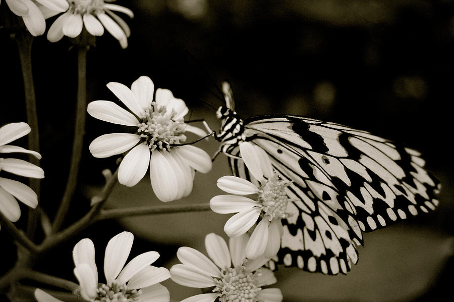 Ogomadara Butterfly Photograph by Martyn Steiner